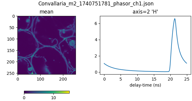 Convallaria_m2_1740751781_phasor_ch1.json, axis=2 'H', mean